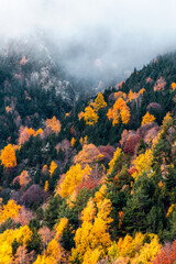 Autumn forest with orange, yellow, and red pines or firs leaves on a misty morning with fog.