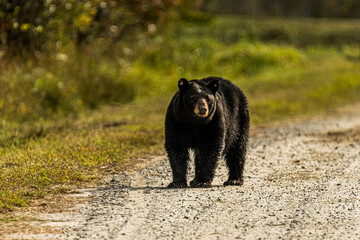 Black Bear Walking on a Gravel Road