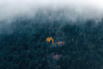 Lonely orange or yellow tree in the middle of a spruce and pine autumn forest on a mysterious foggy morning.