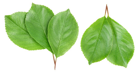 cherry leaf isolated on a white background with clipping path and full depth of field. Top view. Flat lay