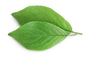 plum leaf isolated on a white background with clipping path and full depth of field. Top view. Flat lay