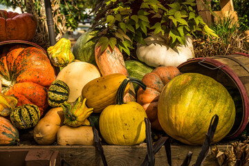 pumpkins and gourds