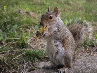 Naklejka na ściany i meble Cute squirrel eating an apple in the park
