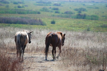 horses in the field