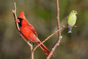 Male Northern Cardinal and Female Goldfinch on a branch