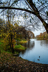 autumn in the forest