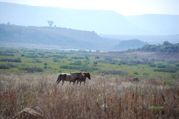 cows in the field