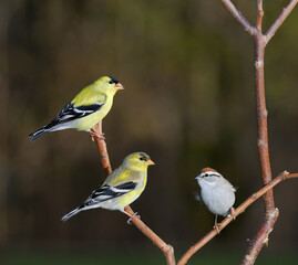 Two male Goldfinches and a White Throated Sparrow on a branch