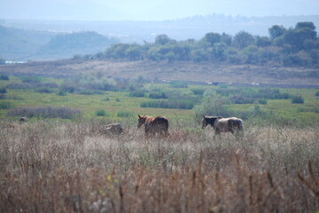 herd of horses and cows