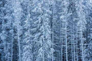 Detail of snow covered trees near Lake Louise. Banff, Canada.