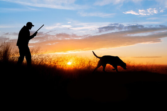 A chocolate (brown) Labrador retriever out hunting for pheasants.