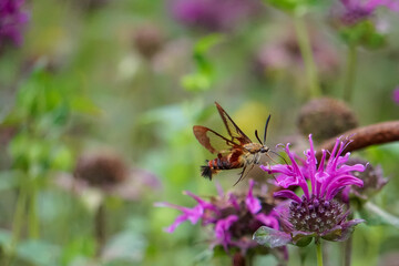 Hummingbird Hawk Moth pollinating bee balm in the garden