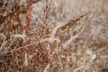 Fototapeta premium grass in the wind