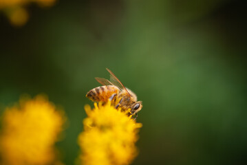 Honeybee pollinating goldenrod