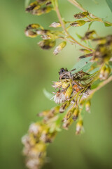 Jumping spider bravely sits on leaf