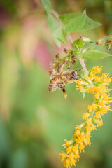 Honeybee pollinating goldenrod