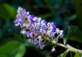 Blue ginger flowers (Dichorisandra thyrsiflora) 