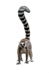 Lemur isolated on white background. Portrait of ring-tailed lemur, Lemur catta, standing on ground, having long striped fluffy tail up. Endangered animal. Cute primate with orange eyes from Madagascar - obrazy, fototapety, plakaty