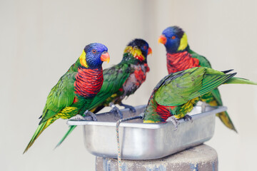 Group flock of many few lorikeet parrots feeding from bowl in a zoo. Beautiful wild tropical animals birds eating nectar. Beauty of wildlife nature.