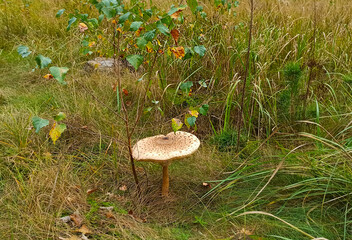 Large motley umbrella mushroom.
Large motley edible and variegated mushroom adorns the forest.
This...