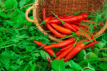 Organic red chilli pepper and fresh mixture of herbs like mint, parsley and dill in a wooden basket.