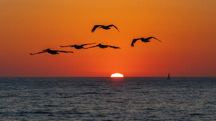 Pelicans At Sunset Over The Ocean