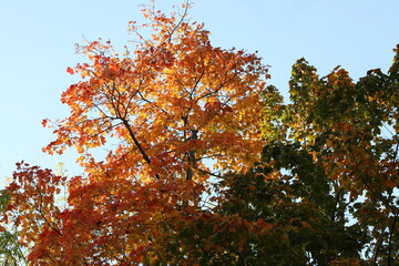 The top of a tree with variegated foliage against a blue sky.Autumn maple leaves isolated.Natural landscape