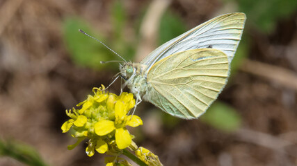 White Butterfly Close Up