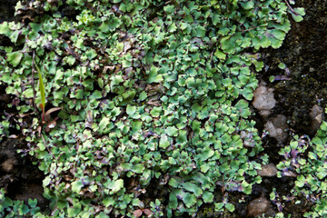 Green lichen on stone wall, Ouro Preto, Brazil  