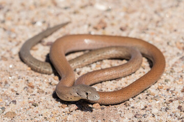 Common Scaly-foot legless lizard