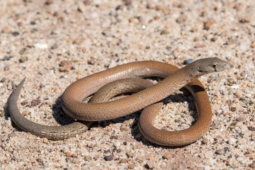 Common Scaly-foot legless lizard basking in sunlight