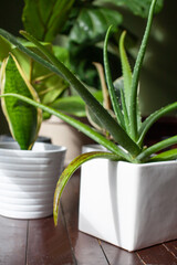 An Aloe Vera succulent houseplant sits in a white pot with signs of overwatering. These black/brown spots on the leaves appear from too much water too frequently.  Also called water-soaked spots