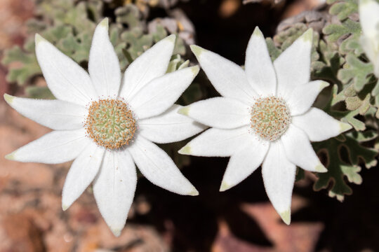 Flannel Flower" Images – Browse 254 Stock Photos, Vectors, and Video |  Adobe Stock