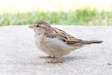 Female House Sparrow (Passer domesticus) standing in the concrete floor of a garden in Mexico