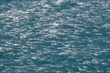 Large School of fish of the East coast of N.S.W. Australia