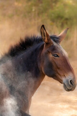 portrait of a horse