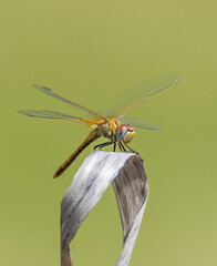 dragonfly on a branch