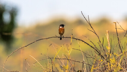 red winged blackbird