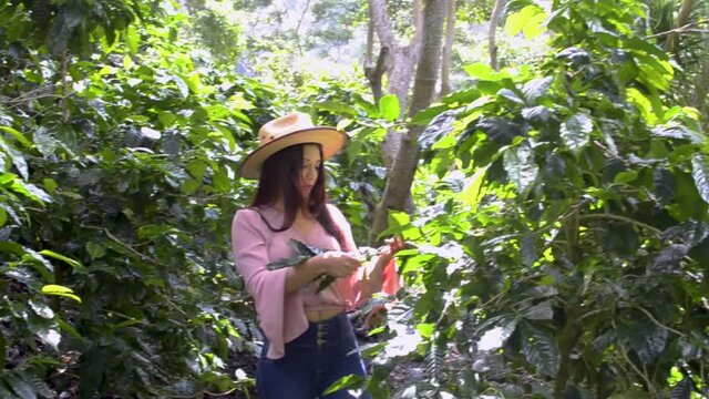 Girl in coffee plants green