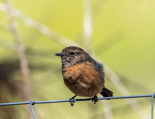 robin on a branch