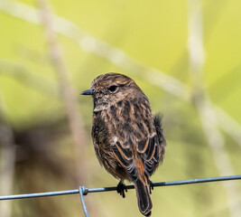 bird on a branch