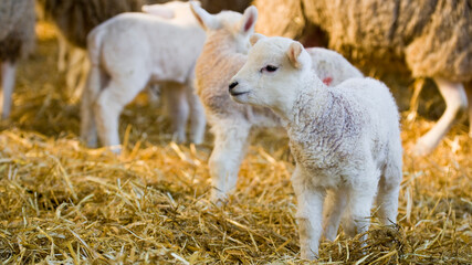 New born Lleyn lamb at lambing time