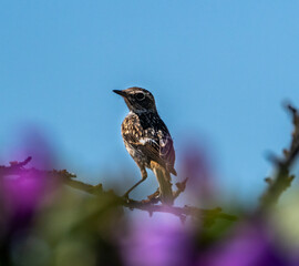 bird on a branch