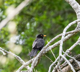 blackbird on a branch