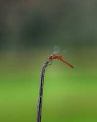 red dragonfly on a twig