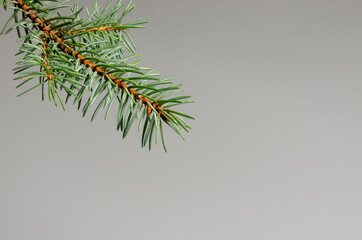 christmas tree branches on a colored background. space for text.
