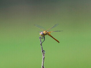 close up of a dragonfly