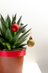 Christmas succulent with colored balls on white background, space for text