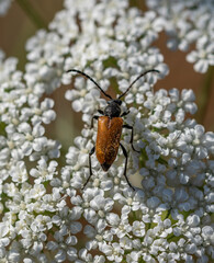 beetle on a flower