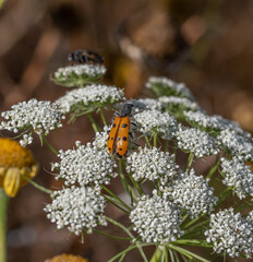 ladybird on a yellow flower